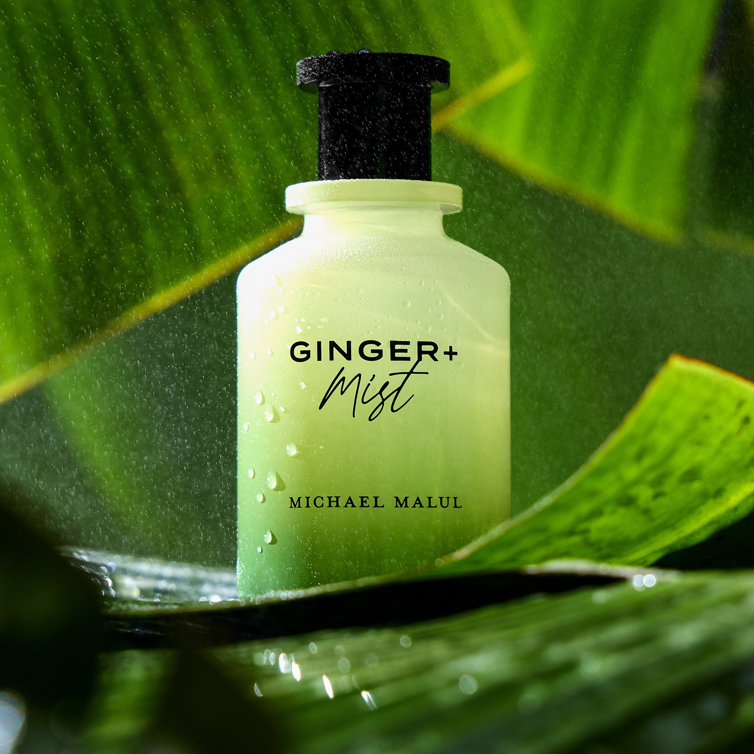 Ginger+Mist